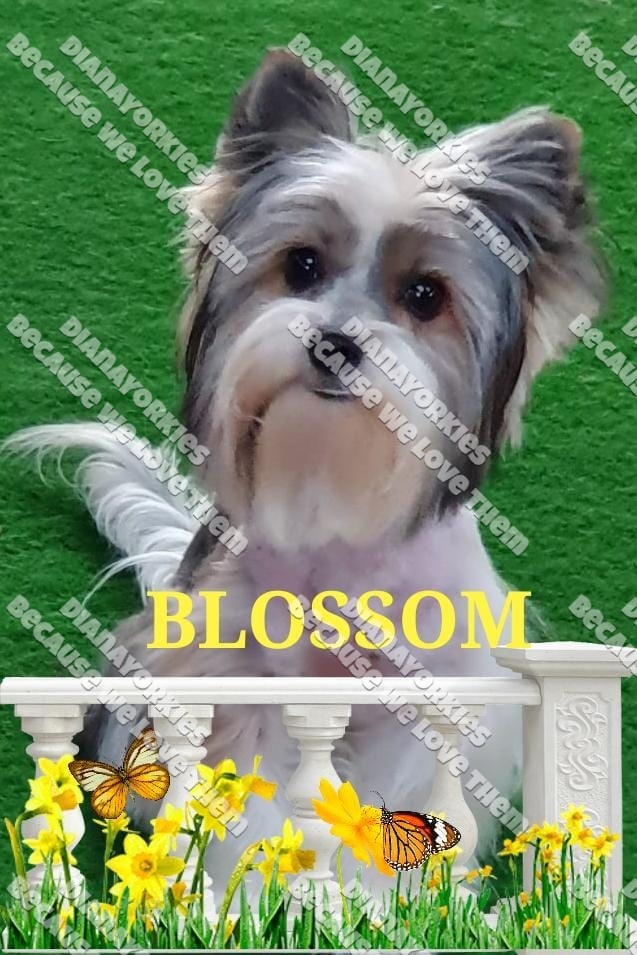 BlossomMom