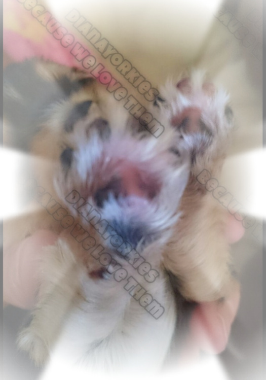 DianaYorkies Puppy Paw