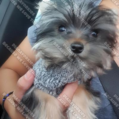 Dianayorkiespuppy 127
