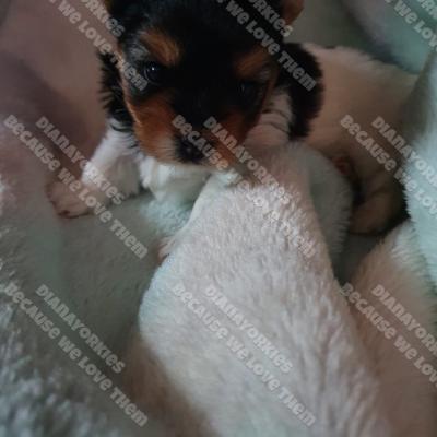 Dianayorkiespuppy 4