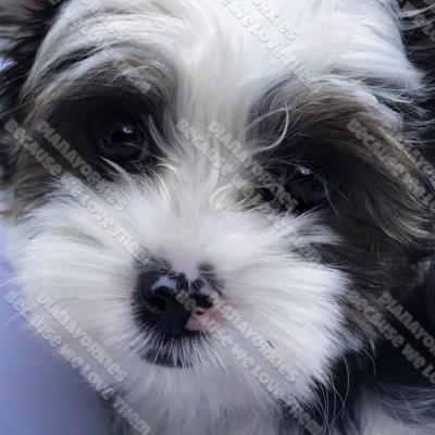 Dianayorkiespuppy 7