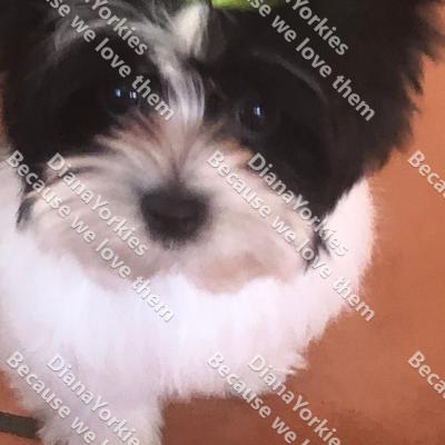 Dianayorkiespuppy170