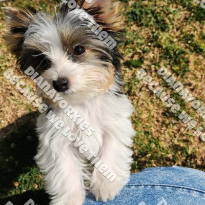 Dianayorkiespuppy191