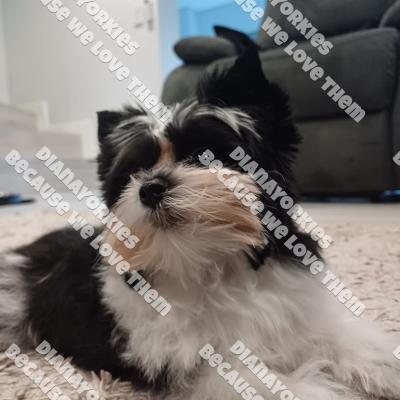 Dianayorkiespuppy206