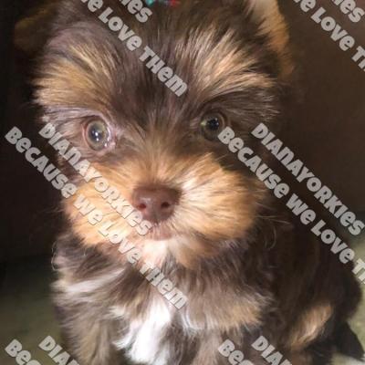 Dianayorkiespuppy209