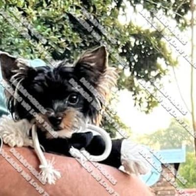 Dianayorkiespuppy217