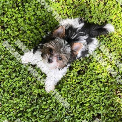 Dianayorkiespuppy218