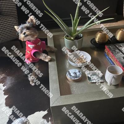 Dianayorkiespuppy222