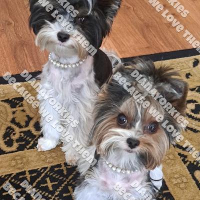 Dianayorkiespuppy225