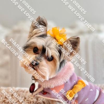 Dianayorkiespuppy228